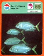 Les Carangues Crevallés  Poisson Animaux Poissons Fiche Illustrée Cousteau  N° 1522 - Animaux