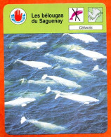 Les Bélougas Du Saguenay Cétacés  Défense De L'environnement Fiche Illustrée Cousteau - Animaux