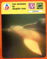 Les Caresses Du Dauphin Rose   Animal  Animaux Cétacés Fiche Illustrée Cousteau  N° 450 - Animaux