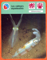 Les Calmars Sépioteuthis  Animaux Fiche Illustrée Cousteau N° 3417 - Animaux