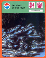 Les Chats De Mer Rayés Poisson Animaux Poissons Fiche Illustrée Cousteau N° 2920 - Animaux