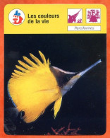 Les Couleurs De La Vie  Perciformes  Animaux Fiche Illustrée Cousteau  N° 01B11 - Animaux