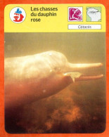 Les Chasses Du Dauphin Rose  Animal  Cétacés Fiche Illustrée Cousteau  N° 442 - Animaux