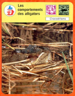 Les Comportements Des Alligators Fiche Illustrée Cousteau N° 1030 - Animaux