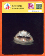 Les Dents Des Requins   Animal Fiche Illustrée Cousteau  N° 1729 - Animaux