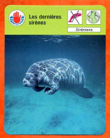 Les Dernières Sirènes Siréniens  Défense Environnement Fiche Illustrée Cousteau  N° 1638 - Animaux