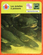 Les échelles à Poissons Salmoniformes Fiche Illustrée Cousteau N° 05B33 - Animaux