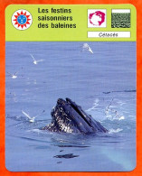 Les Festins Saisonniers Des Baleines Cétacés Fiche Illustrée Cousteau  N° 1844 - Animaux