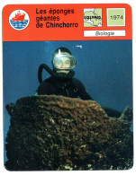 Les éponges Géantes De Chinchorro Plongeur Fiche Illustrée Cousteau N° 05B69 - Animaux