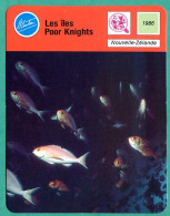Les Iles Poor Knights Nouvelle Zélande Poissons Fiche Illustrée Cousteau N° 2902 - Animaux