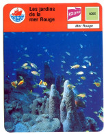 Les Jardins De La Mer Rouge Calypso Fiche Illustrée Cousteau N° 2905 - Animaux