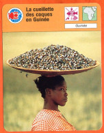 La Cueillette Des Coques En Guinée Fiche Illustrée Cousteau  N° 3072 - Géographie