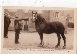 LANDIVISIAU SPECIMENT PARFAIT DU CHEVAL DE TRAIT NE ET ELEVE EN BRETAGNE - Landivisiau