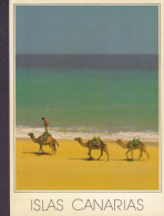 Spain PPC Islas Canarias Camels At The Beach Plage Strand KØBENHAVNS POSTCENTER 1992 DRAGØR Denmark (2 Scans) - Andere & Zonder Classificatie
