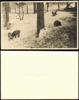 Foto Grunewald-Berlin Saubucht, Ferkel Im Schnee 1950 Privatfoto Foto - Grunewald