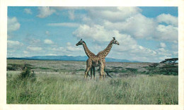 Animaux - Girafes - Collection Safari Prisunic - Carte Neuve - CPM - Voir Scans Recto-Verso - Girafes