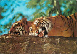 Animaux - Fauves - Tigre - CPM - Etat Léger Pli Visible - Voir Scans Recto-Verso - Tigres