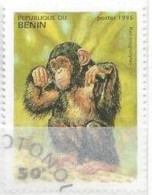 BENIN - Chimpanzé (Pan Troglodytes) - Affen