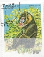 BENIN - Mandrill (Mandrillus Sphinx) - Affen