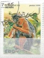 BENIN - Colobe Rouge Occidental (Piliocolobus Badius) - Apen