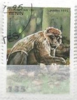 BENIN - Macaque De Barbarie (Macaca Sylvanus) - Monkeys