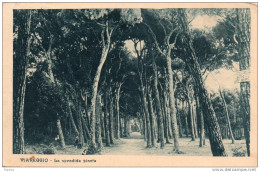 1927   VIAREGGIO - Viareggio