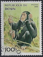 BENIN - Chimpanzé (Pan Troglodytes) - Chimpanzees