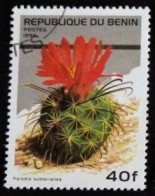 BENIN -  Cactus - Parodia Subterranea - Cactusses