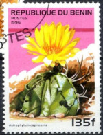BENIN -  Cactus - Astrophytum Capricorne - Sukkulenten