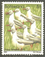 210 Botswana Oiseau Bird Vogel Uccello Grey-headed Gull Mouette (BOT-33i) - Seagulls