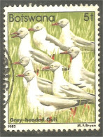 210 Botswana Oiseau Bird Vogel Uccello Grey-headed Gull Mouette (BOT-33g) - Mouettes