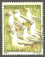 210 Botswana Oiseau Bird Vogel Uccello Grey-headed Gull Mouette (BOT-33a) - Botswana (1966-...)