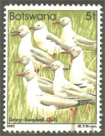 210 Botswana Oiseau Bird Vogel Uccello Grey-headed Gull Mouette (BOT-33b) - Botswana (1966-...)