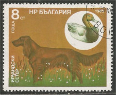 230 Bulgarie Dog Chien Hund Cane Hond Perro Canard Duck Ente (BUL-428) - Canards