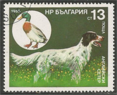 230 Bulgarie Dog Chien Hund Cane Hond Perro Canard Duck Ente (BUL-430) - Ducks