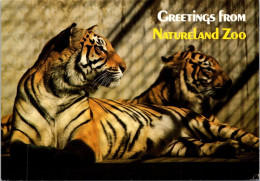 6-3-2025 (2 Y 16) Australia - QLD - Nature Land Zoo (Gold Coast) Tigers - Tijgers