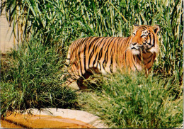 6-3-2025 (2 Y 16) Australia - SA - Adelaide Zoo Tigers (posted 1971 With RSPCA Stamp At Back) - Tijgers