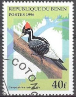 BENIN -  Pic à Bec Ivoire (Campephilus Principalis) - Piciformes (pájaros Carpinteros)