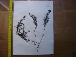Annees 50 PLANCHE D'HERBIER Du Gard Herbarium Planche Naturelle 2 - Populaire Kunst