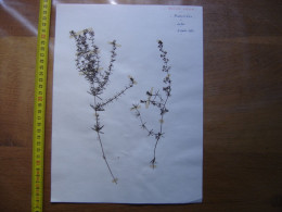 Annees 50 PLANCHE D'HERBIER Du Gard Herbarium Planche Naturelle 3 - Arte Popular