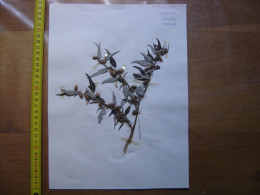 Annees 50 PLANCHE D'HERBIER Du Gard Herbarium Planche Naturelle 7 - Popular Art