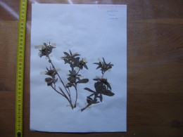 Annees 50 PLANCHE D'HERBIER Du Gard Herbarium Planche Naturelle 9 - Arte Popular