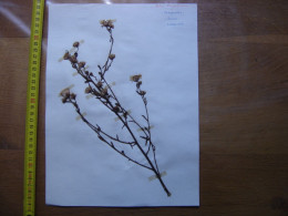 Annees 50 PLANCHE D'HERBIER Du Gard Herbarium Planche Naturelle 10 - Art Populaire