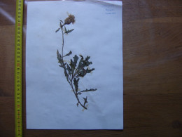 Annees 50 PLANCHE D'HERBIER Du Gard Herbarium Planche Naturelle 12 - Arte Popolare