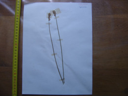 Annees 50 PLANCHE D'HERBIER Du Gard Herbarium Planche Naturelle 13 - Art Populaire