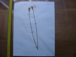 Annees 50 PLANCHE D'HERBIER Du Gard Herbarium Planche Naturelle 14 - Art Populaire