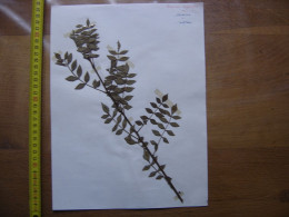 Annees 50 PLANCHE D'HERBIER Du Gard Herbarium Planche Naturelle 18 - Arte Popular