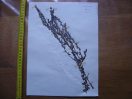 Annees 50 PLANCHE D'HERBIER Du Gard Herbarium Planche Naturelle 19 - Populaire Kunst