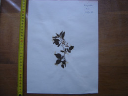 Annees 50 PLANCHE D'HERBIER Du Gard Herbarium Planche Naturelle 22 - Art Populaire