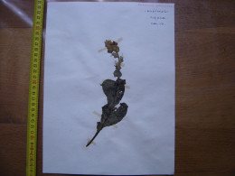 Annees 50 PLANCHE D'HERBIER Du Gard Herbarium Planche Naturelle 24 - Populaire Kunst